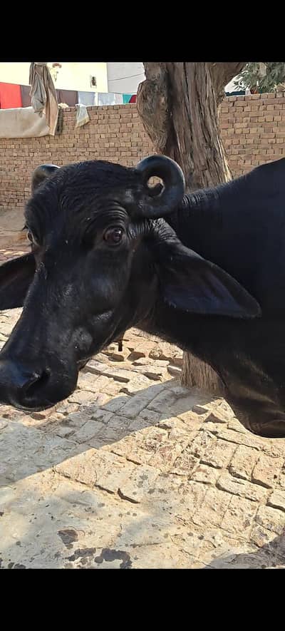 buffalo for sale