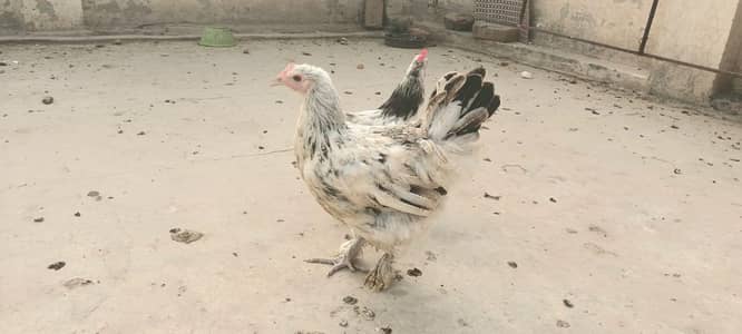 Pair for sale