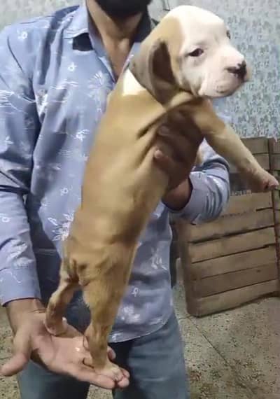 Extreme American Bully Puppies