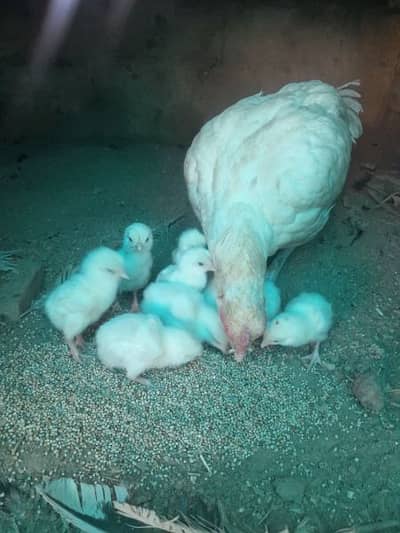 Ppr white Heera aseel chicks