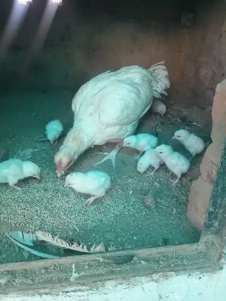 Ppr white Heera aseel chicks — photo 2