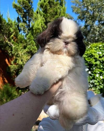 Shitzu Puppy | Shitzu Poodle Puppy | Shitzu Puppy For Sale