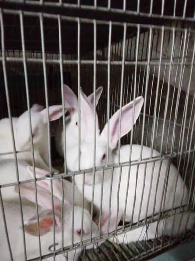 New Zealand white rabbit
