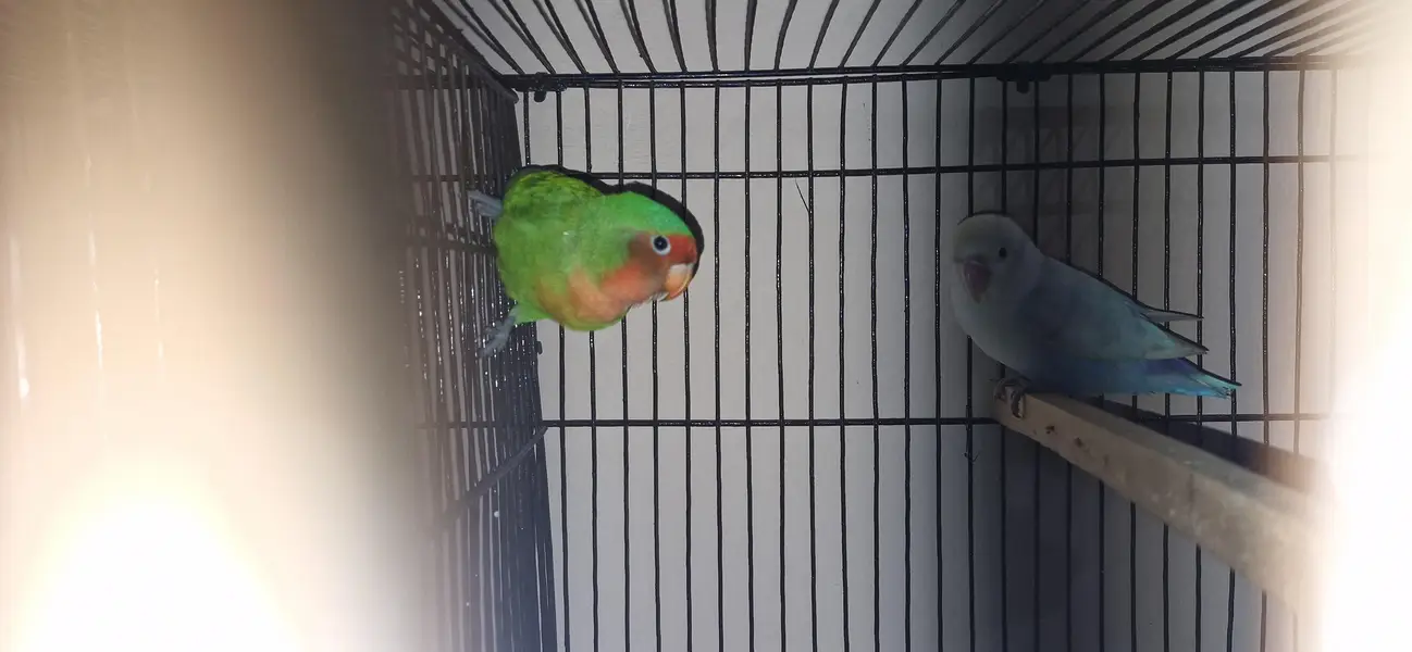 Green Fischer Female - Healthy & Active - Exchange with Male — photo 2