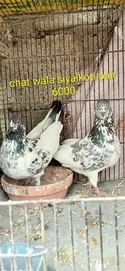 kalduma pair. kasni dum wala pair. chat wala syalkoti pair
