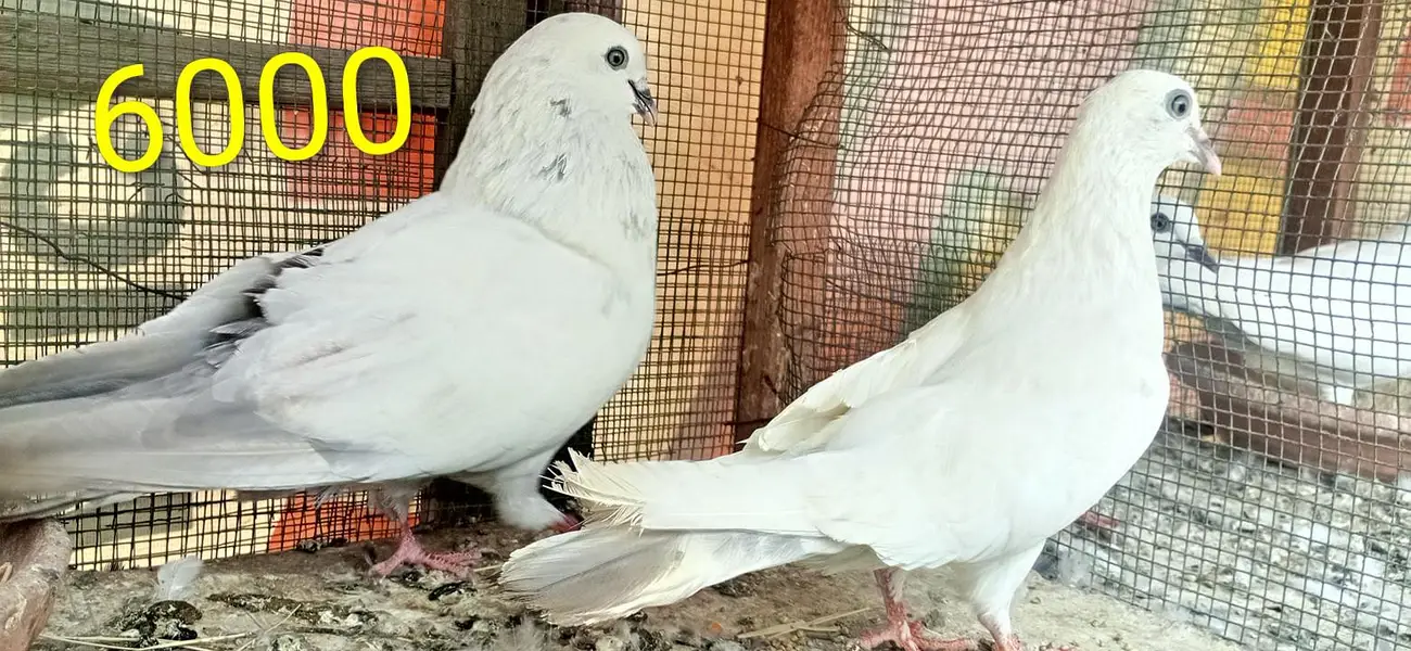 kalduma pair. kasni dum wala pair. chat wala syalkoti pair — photo 2