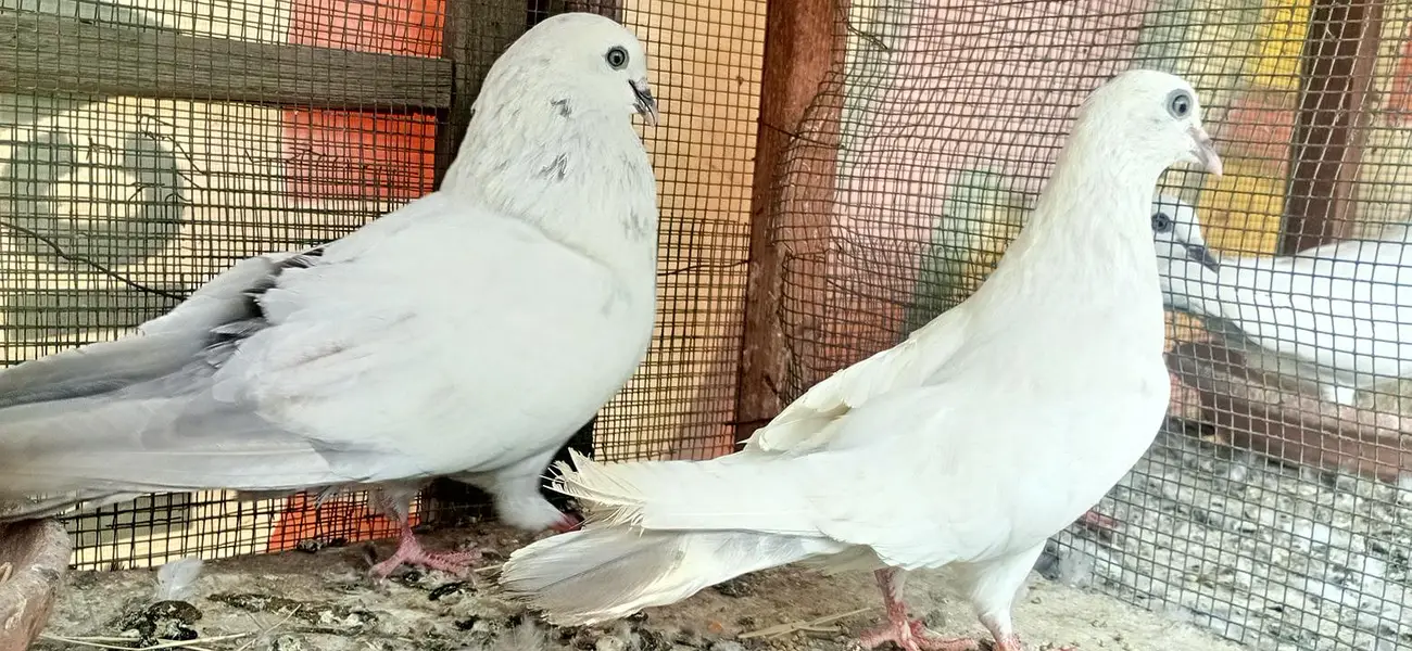 kalduma pair. kasni dum wala pair. chat wala syalkoti pair — photo 3