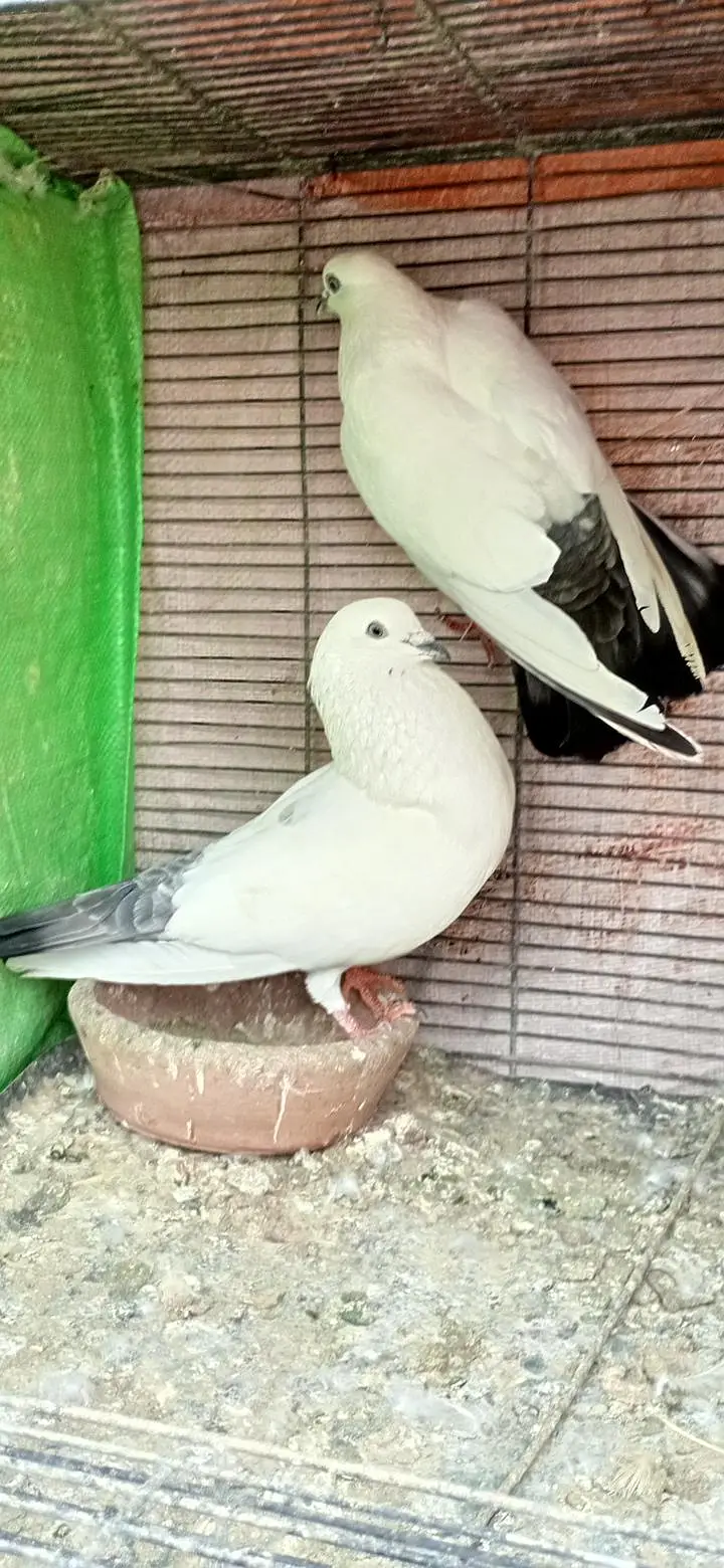 kalduma pair. kasni dum wala pair. chat wala syalkoti pair — photo 5