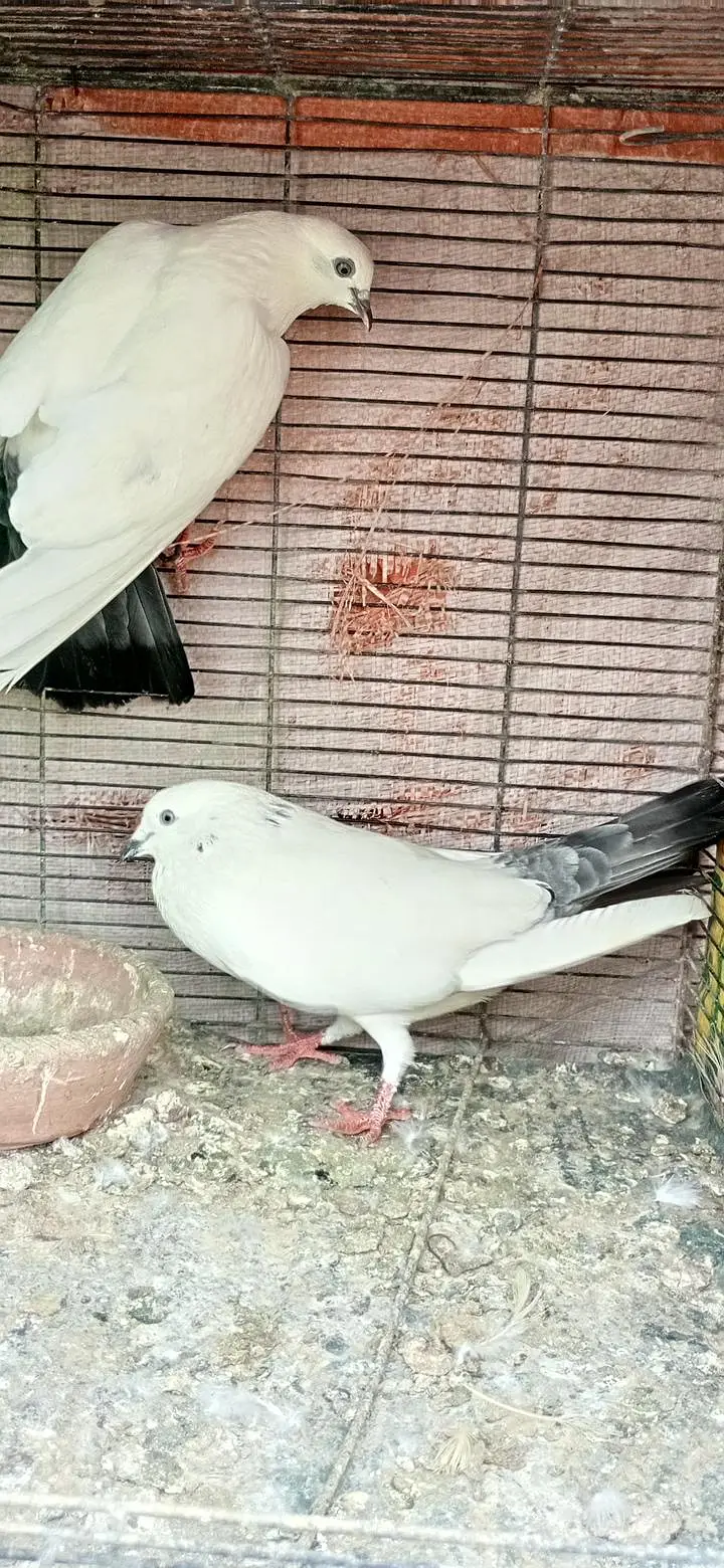 kalduma pair. kasni dum wala pair. chat wala syalkoti pair — photo 6