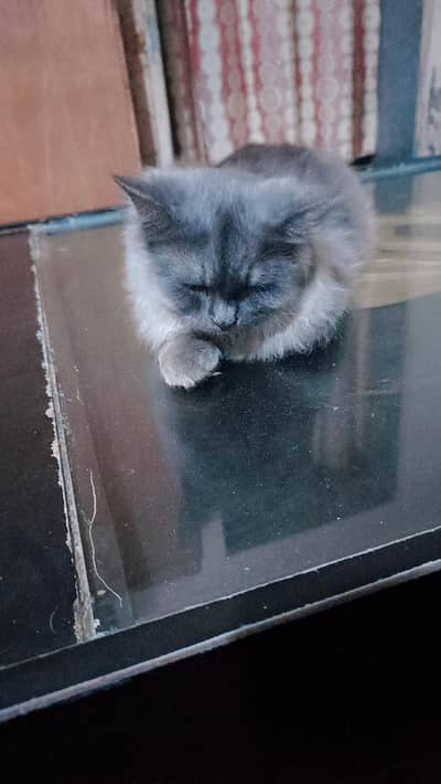 cat for sale