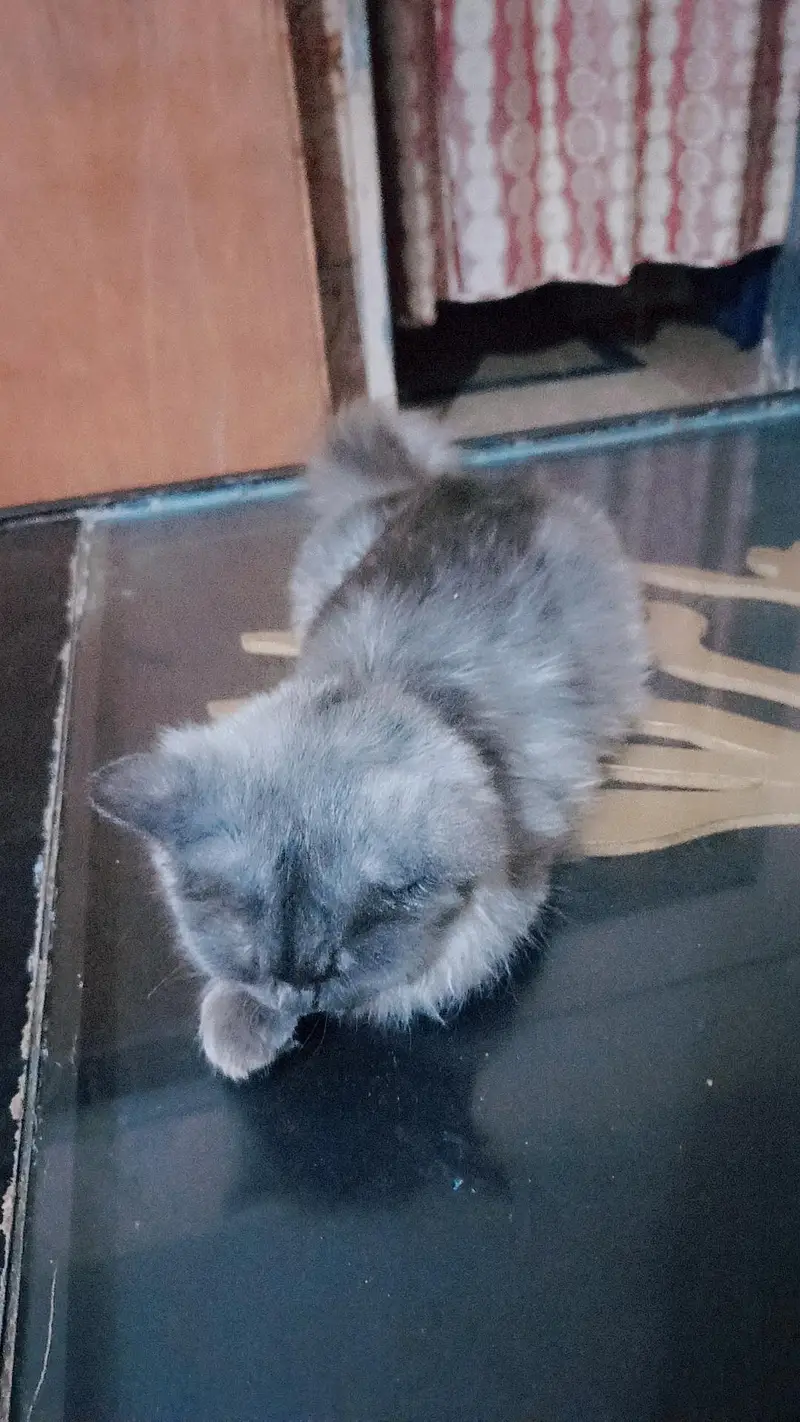 cat for sale — photo 2