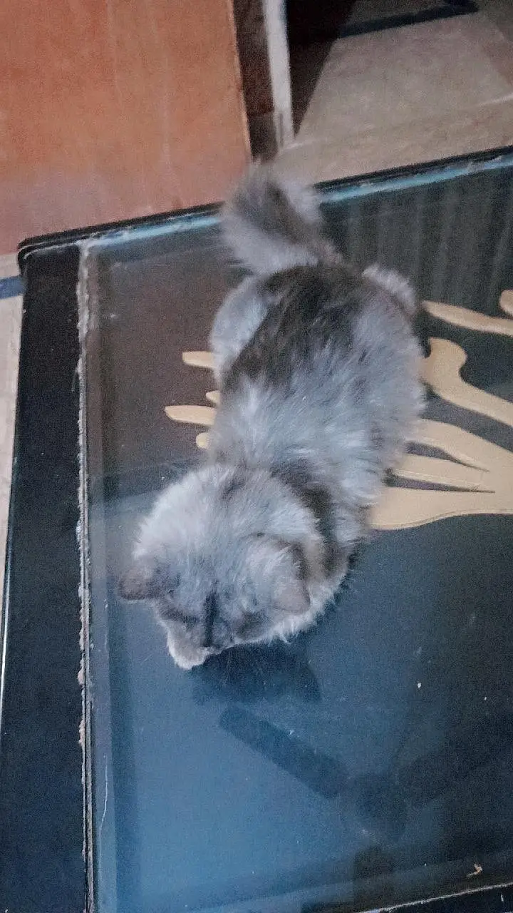 cat for sale — photo 3