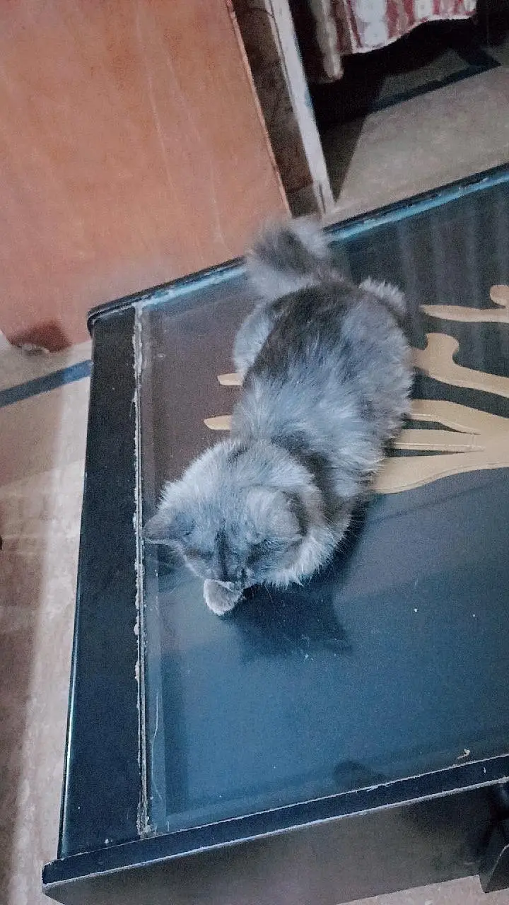 cat for sale — photo 4
