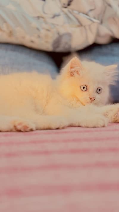 Persian tripple coated blue eyes beautiful playful kitten white