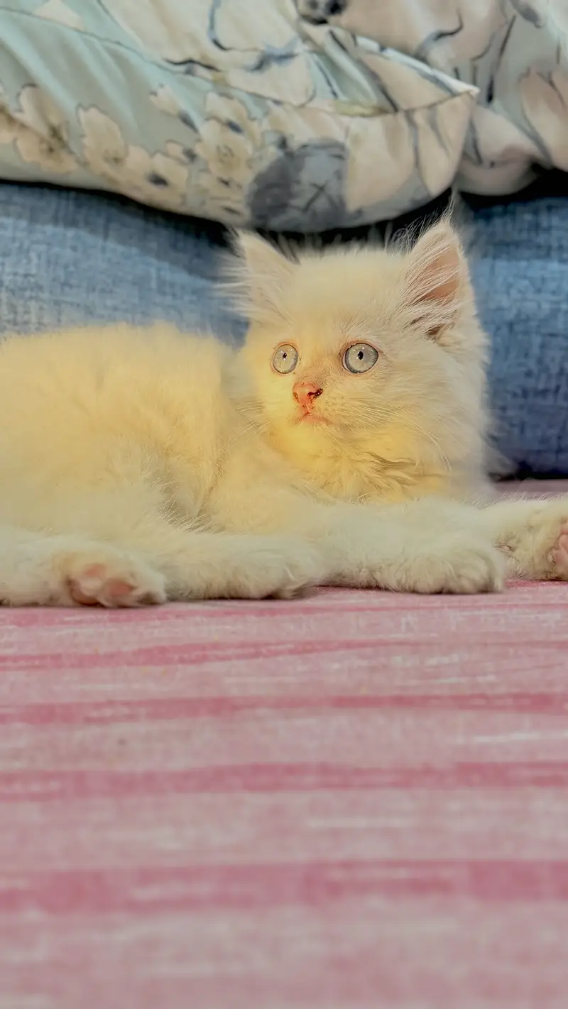 Persian tripple coated blue eyes beautiful playful kitten white — photo 2
