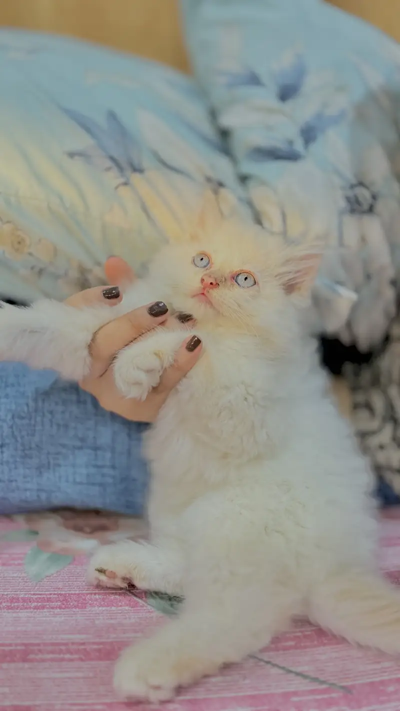 Persian tripple coated blue eyes beautiful playful kitten white — photo 3