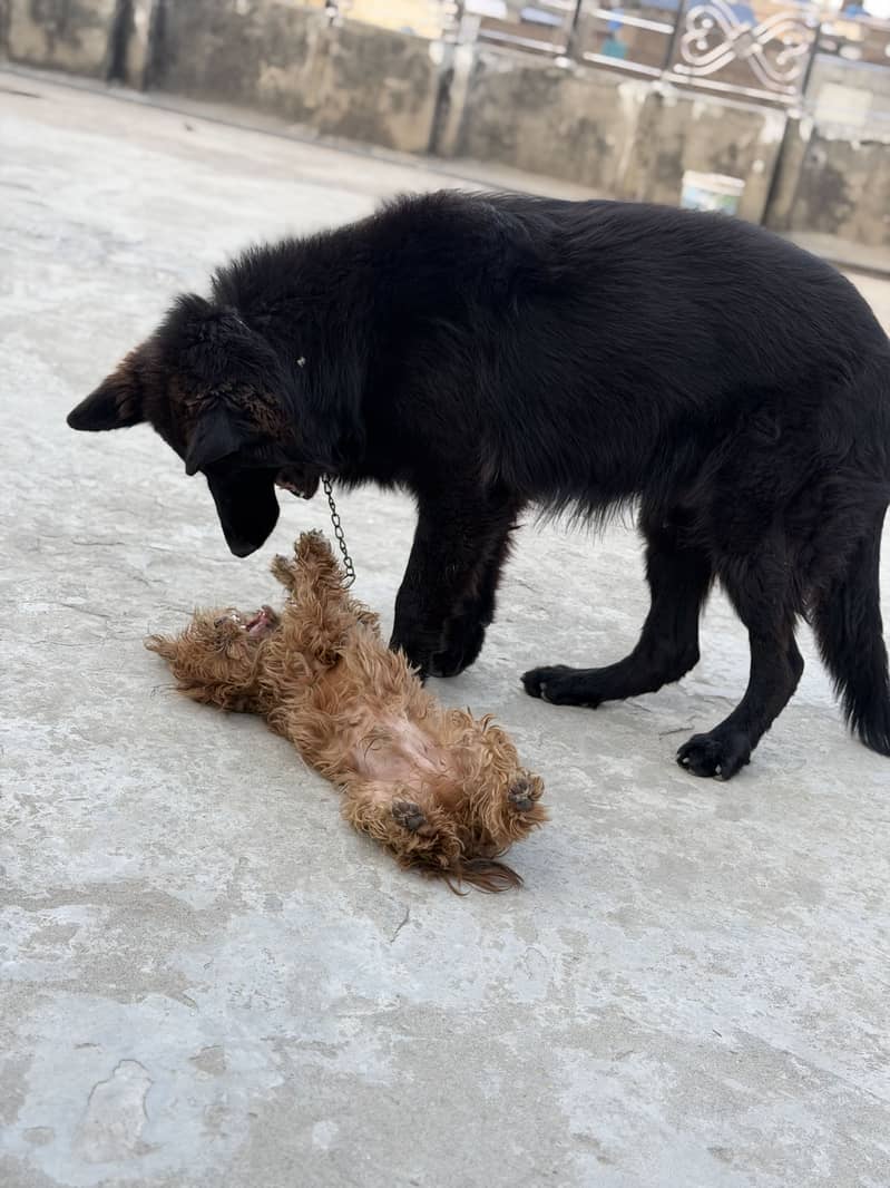 King shepherd 0