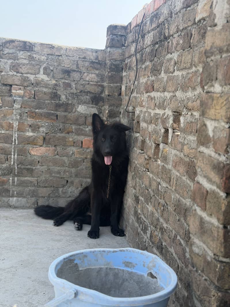 King shepherd 1
