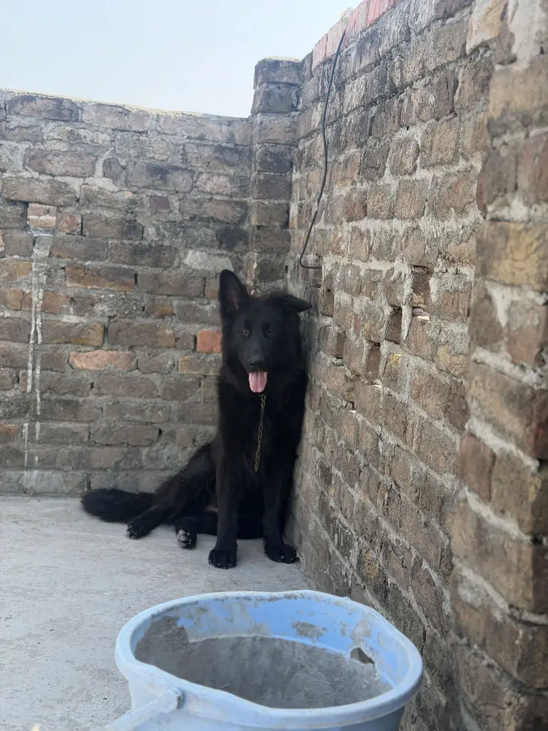 King shepherd — photo 2