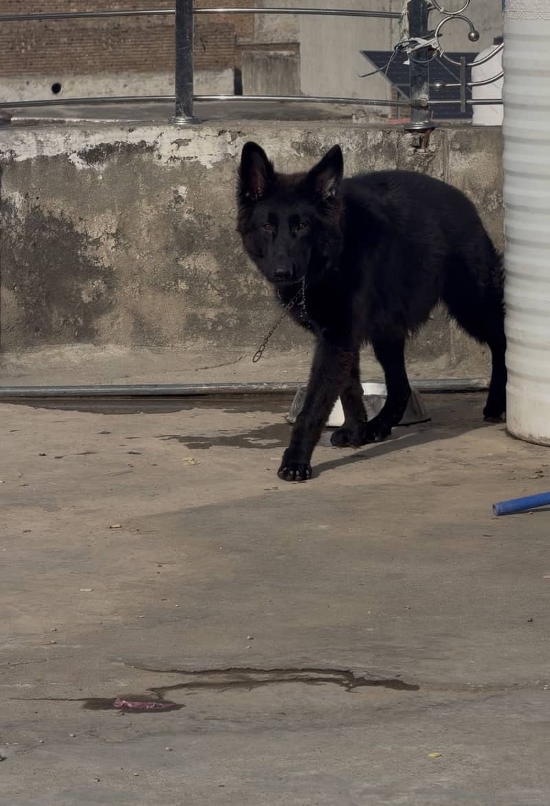 King shepherd 2