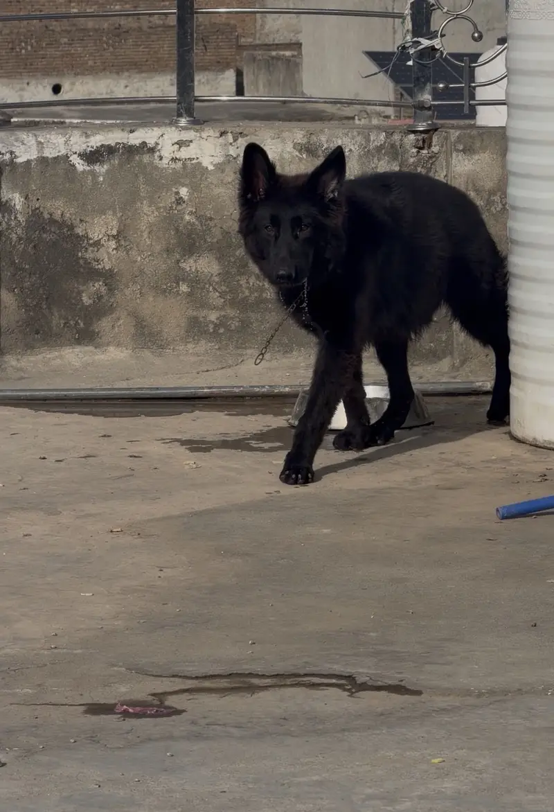 King shepherd — photo 3