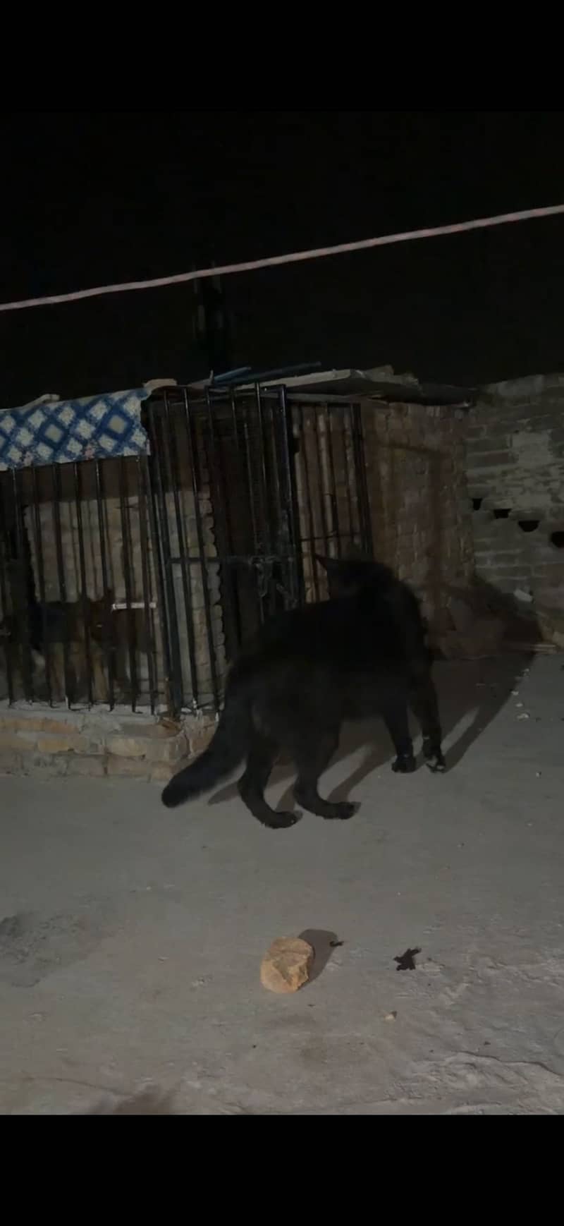 King shepherd 3