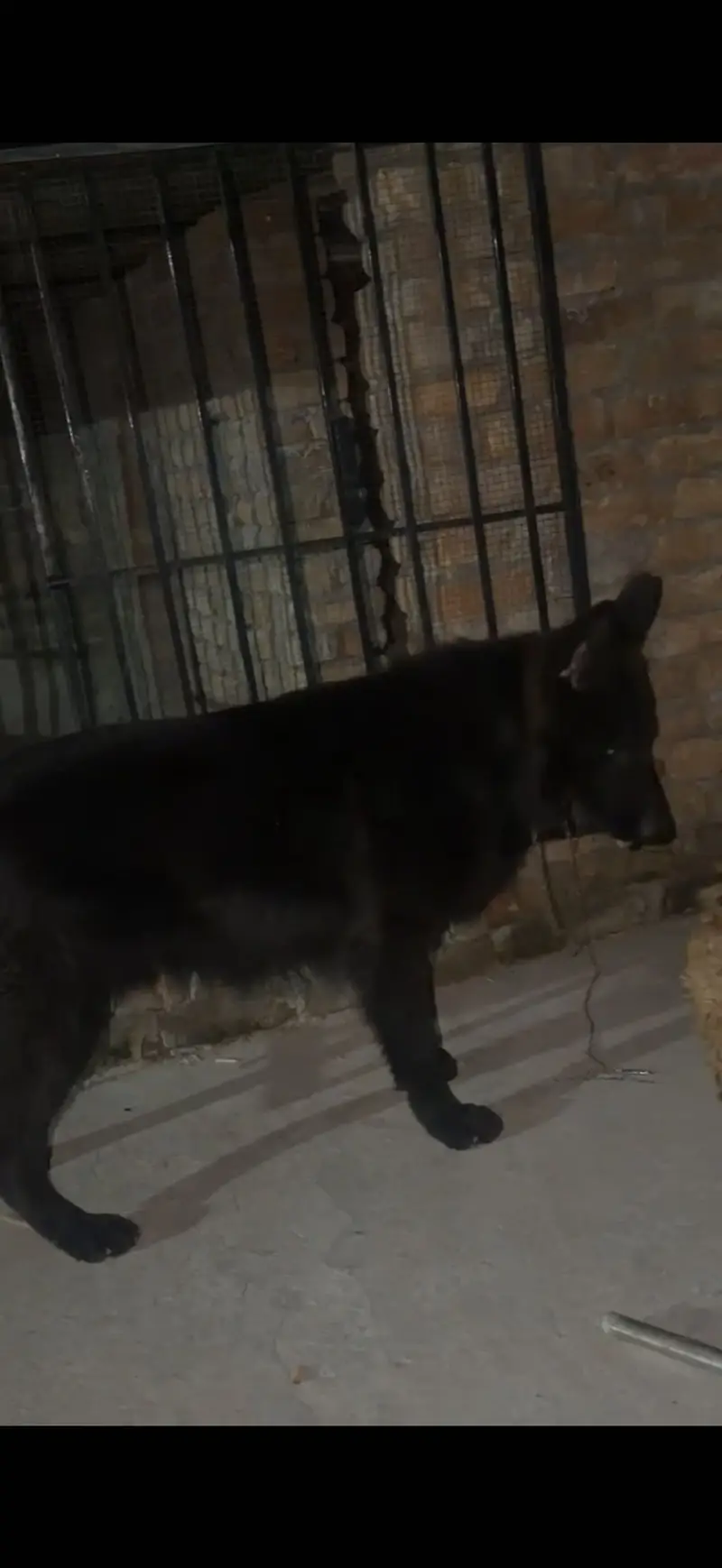 King shepherd — photo 5