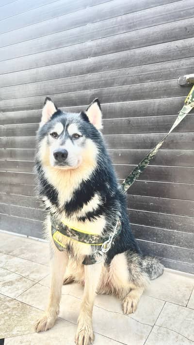 Husky Male