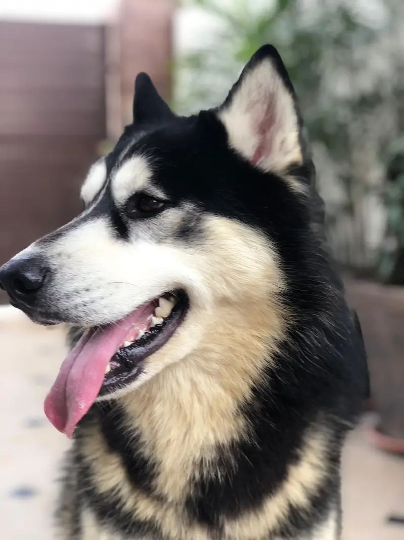 Husky Male — photo 2