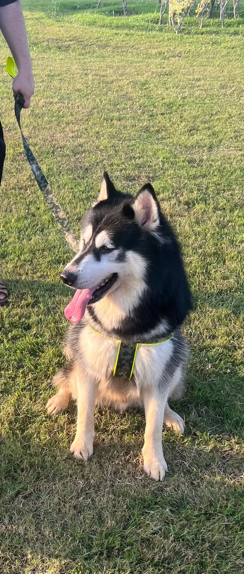 Husky Male — photo 3