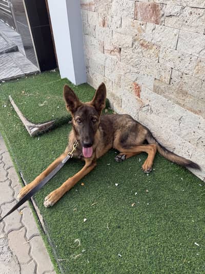 German shepherd mix