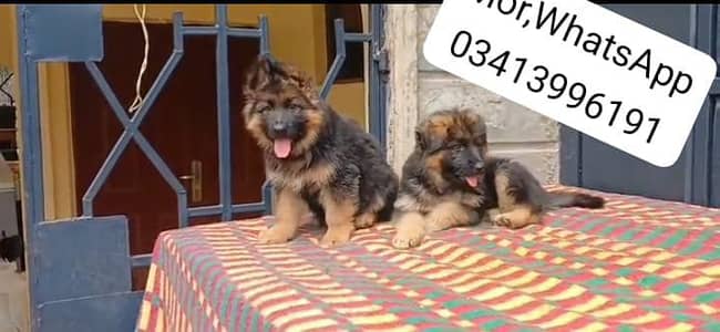 Pure German Shepherd breed for sale WhatsApp mi