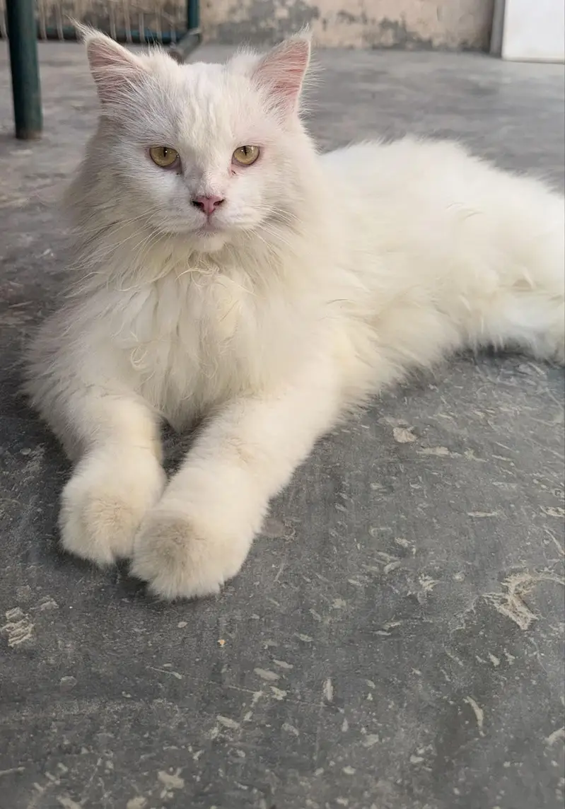Persian Cat — photo 2