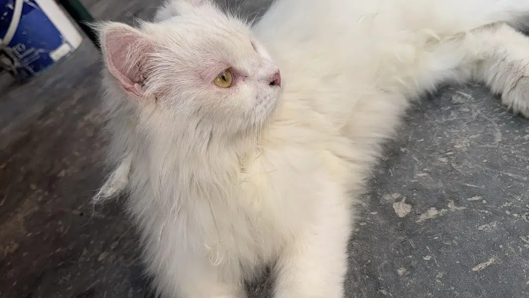 Persian Cat — photo 4