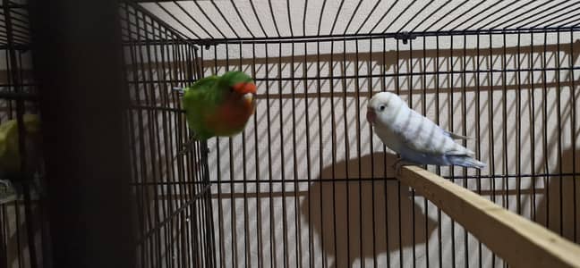 Green Fischer Female - Healthy & Active - Exchange with Male