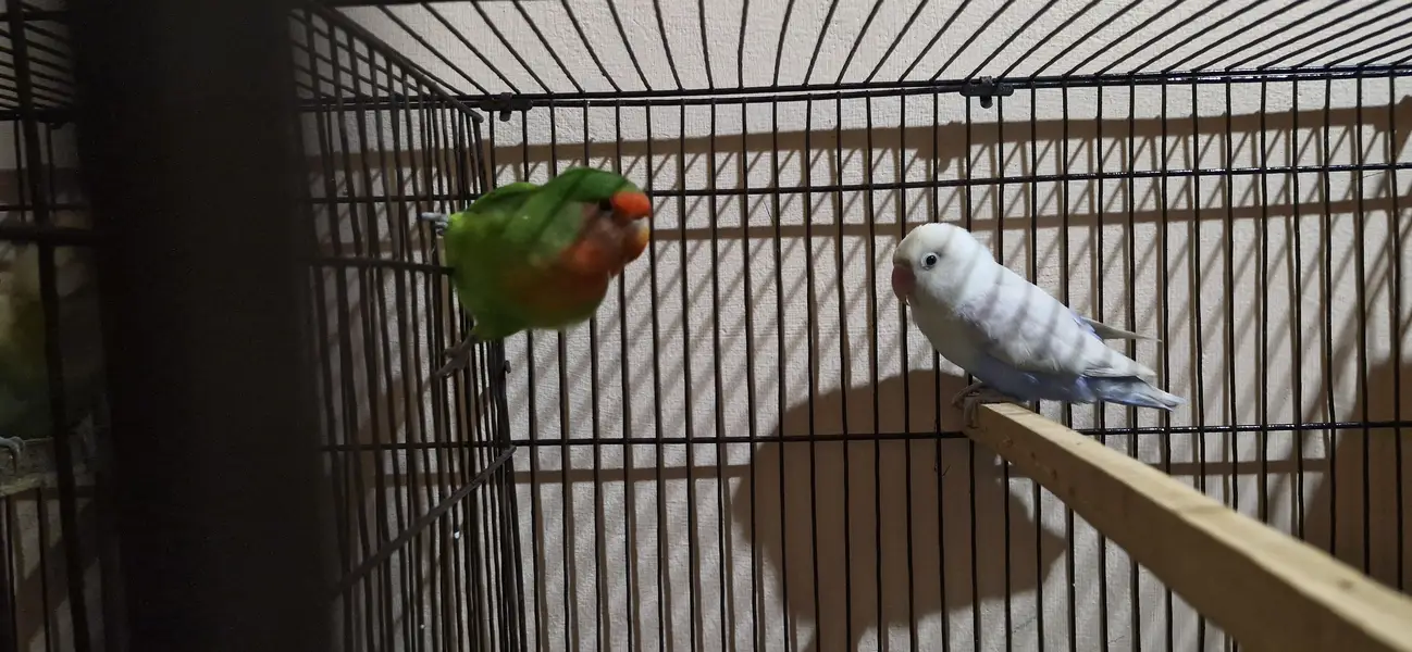 Green Fischer Female - Healthy & Active - Exchange with Male — photo 2