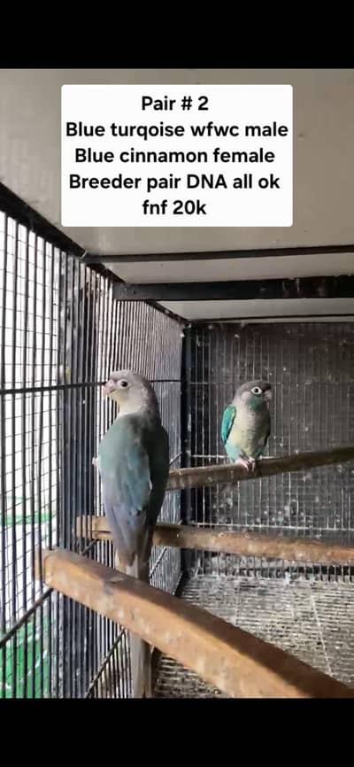 blue turqoise pairs