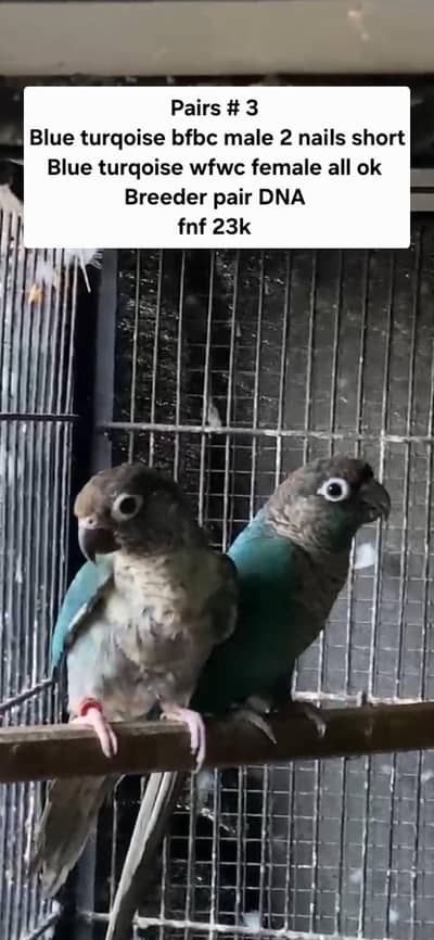 blue turqoise pairs