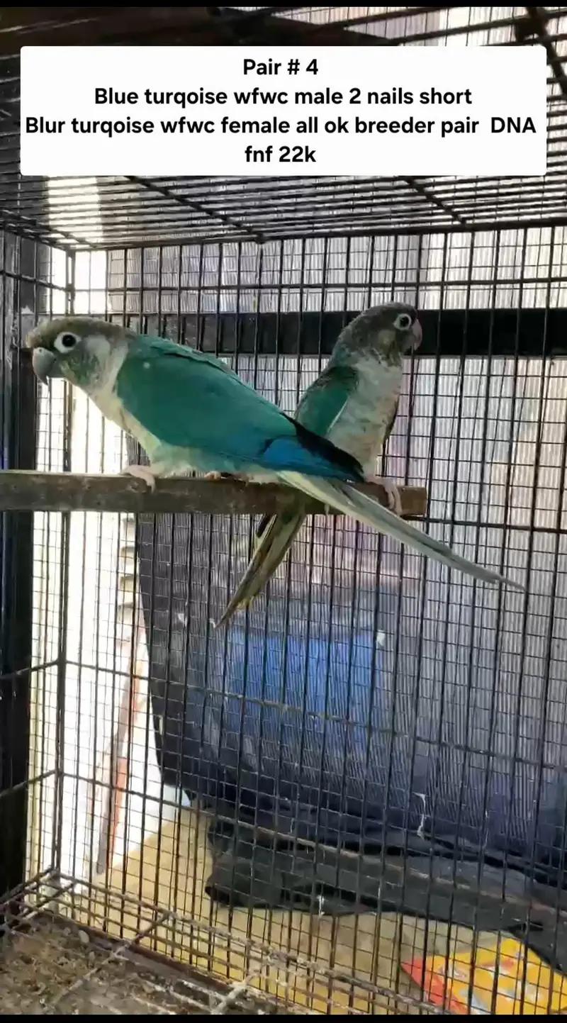 blue turqoise pairs — photo 4