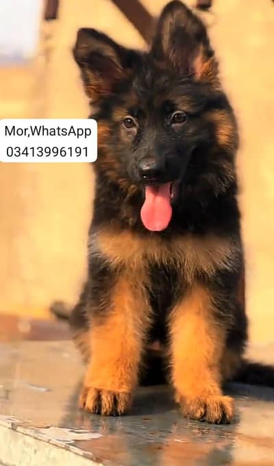 German Shepherd breed for sale mor WhatsApp