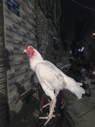Heera Nok Nali ka White