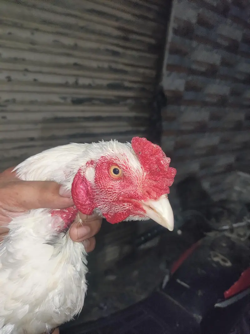 Heera Nok Nali ka White — photo 4