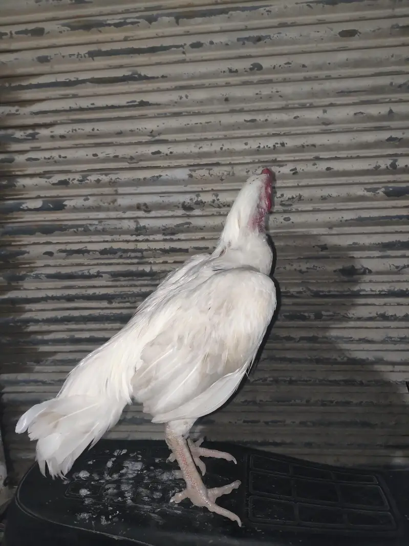 Heera Nok Nali ka White — photo 5