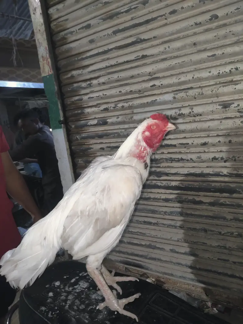 Heera Nok Nali ka White — photo 6