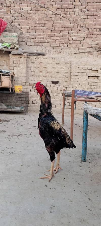 Jawa season k lea ready