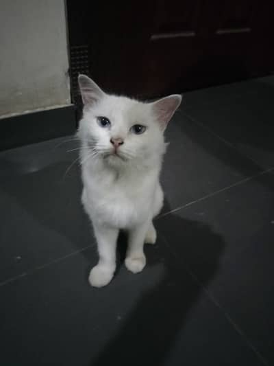 white healthy cat