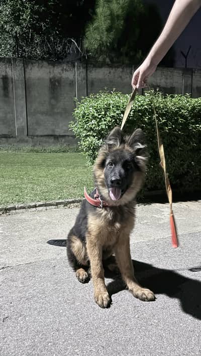 Premium German Shepherd Puppy for Sale – 4 Months Old, Pedigree Papers
