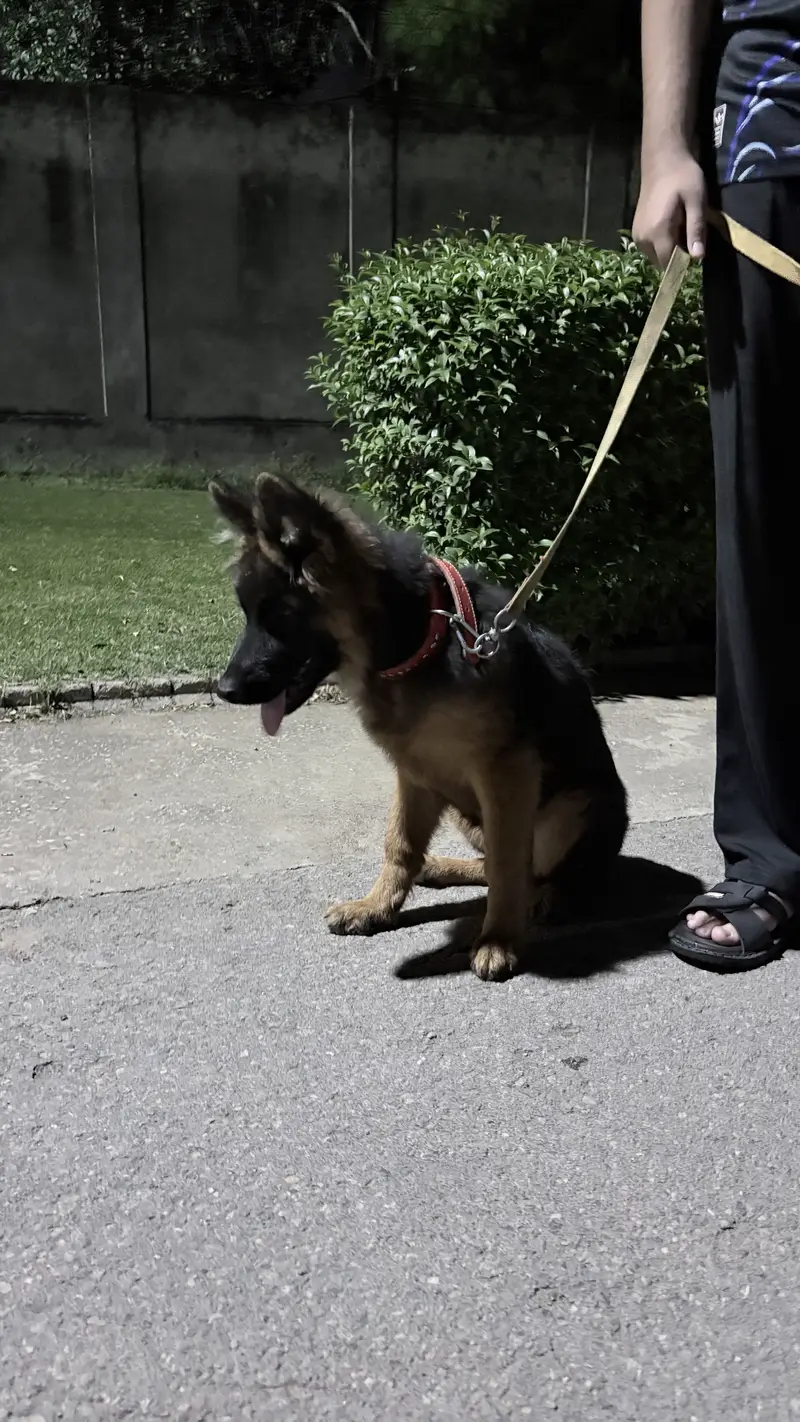 Premium German Shepherd Puppy for Sale – 4 Months Old, Pedigree Papers — photo 2