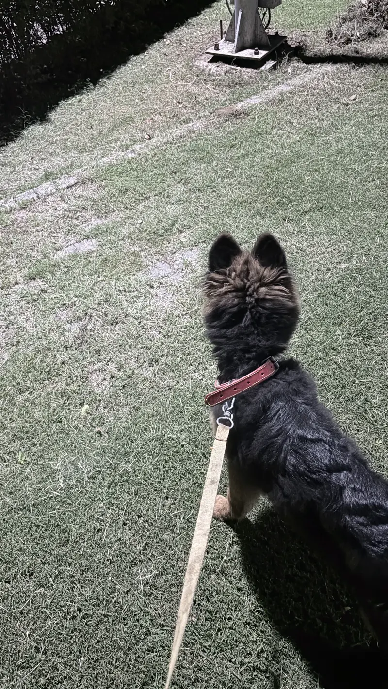 Premium German Shepherd Puppy for Sale – 4 Months Old, Pedigree Papers — photo 3