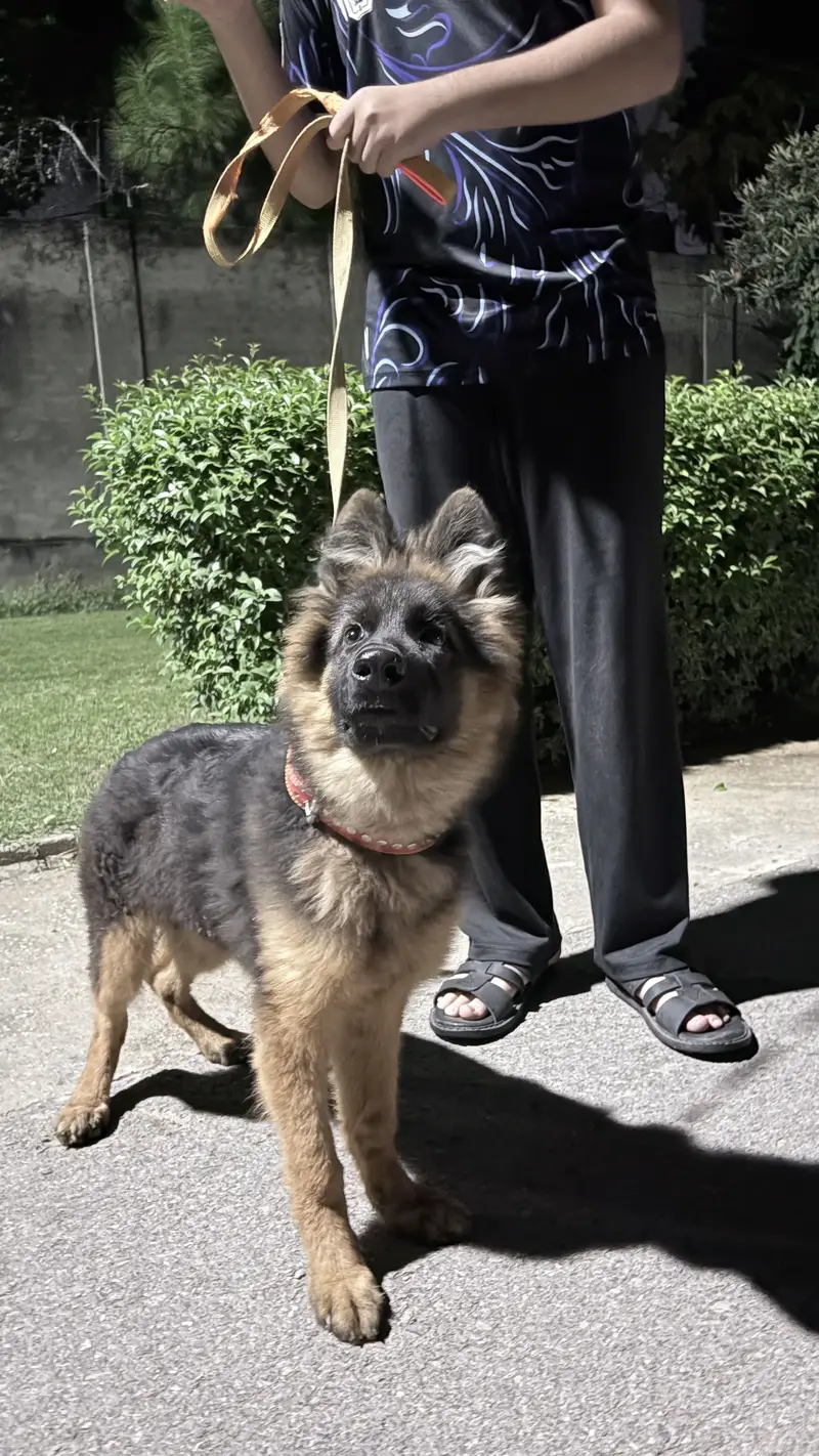 Premium German Shepherd Puppy for Sale – 4 Months Old, Pedigree Papers — photo 4